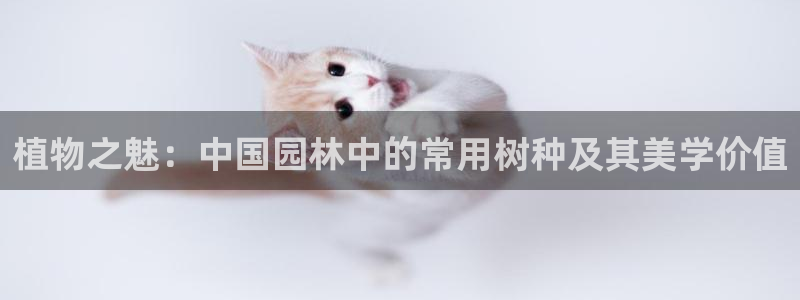 摩根士丹利娱乐