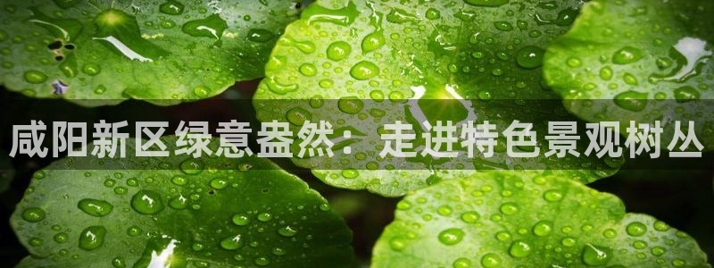 摩根国际娱乐宝合法吗