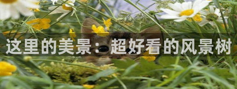 摩根娱乐垫付任务靠谱吗