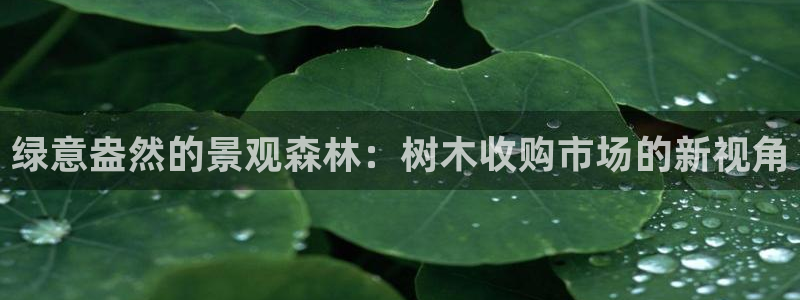 摩根娱乐dj