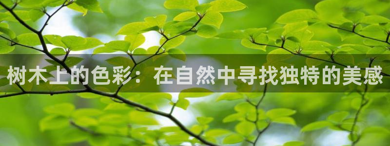 摩根娱乐宝官网
