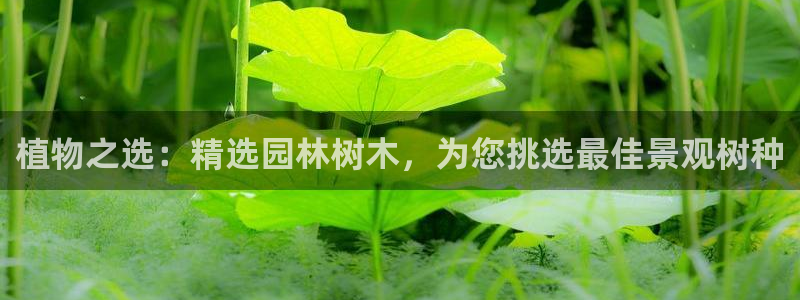 白宫摩根会娱乐有限公司