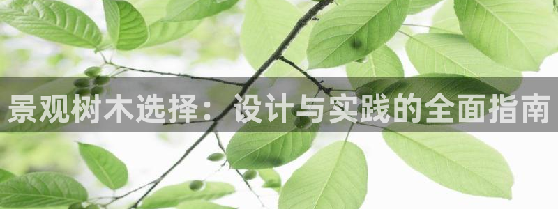 摩根会娱乐会所