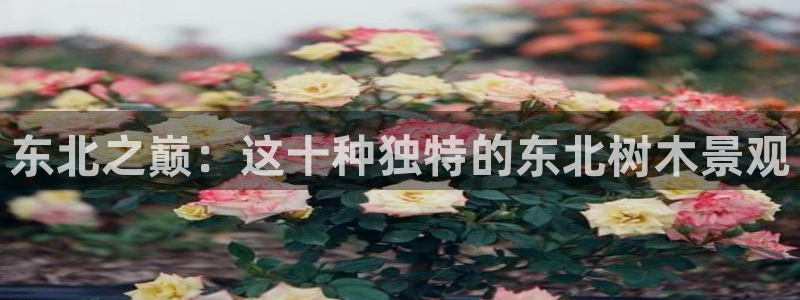 摩根娱乐1老o板50820