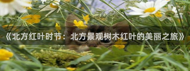 摩根娱乐宝使用操作