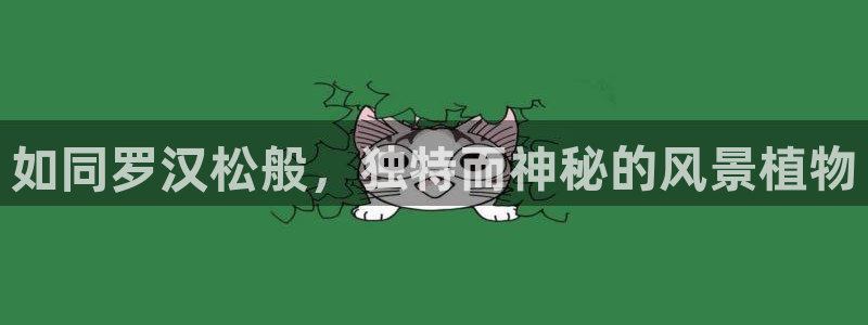 摩根娱乐宝怎么赚钱