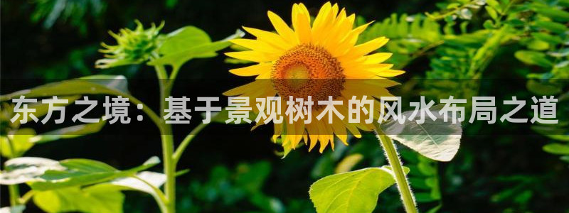 摩根娱乐