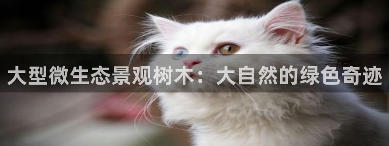 摩根会娱乐有限公司