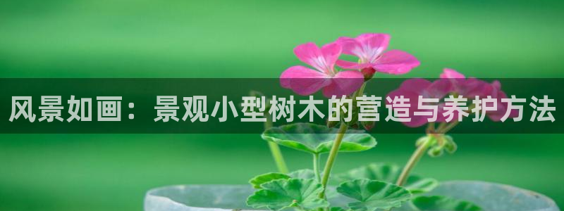 摩根娱乐50186加