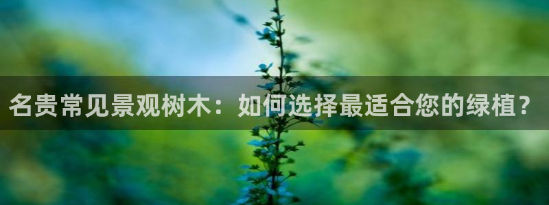 摩根国际娱乐会所