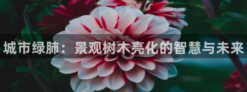 摩根娱乐挂机项目