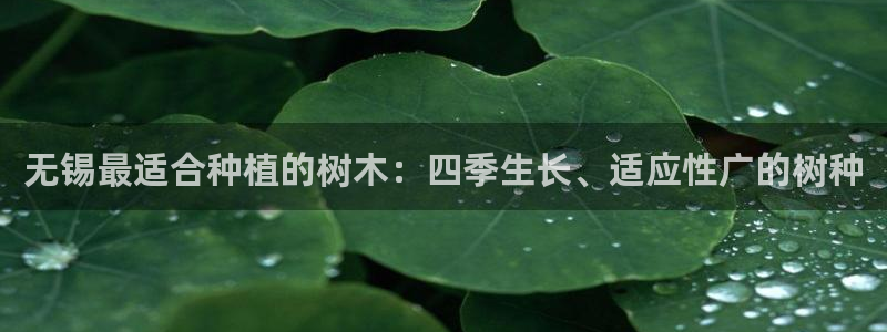 昆明滇池路摩根道娱乐：无锡最适合种植的树木：四季生长、适应性广的树种