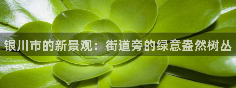 摩根娱乐50186：银川市的新景观：街道旁的绿意盎然树丛