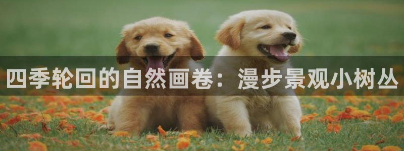 摩根娱乐 总s管50015：四季轮回的自然画卷：漫步景观小树丛