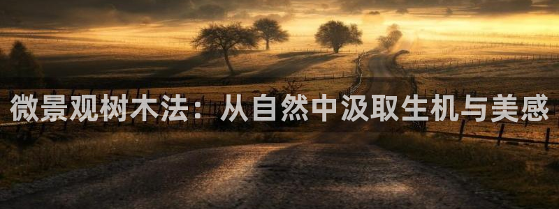 摩根娱乐宝怎么赚钱：微景观树木法：从自然中汲取生机与美感