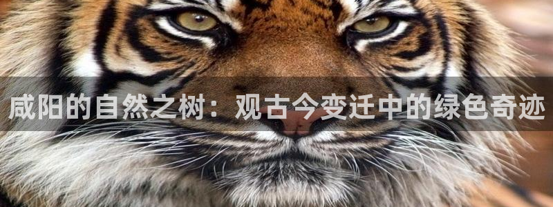 摩根娱乐宝骗了多少人:咸阳的自然之树:观古今变迁中的绿色奇迹